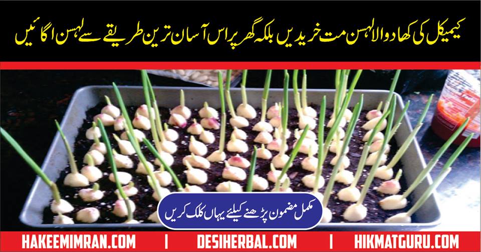 How To Grow Garlic At Home in urdu Lehsun Ghar Main Ugana
